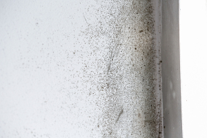 Mold Removal Company Lawrenceville, GA