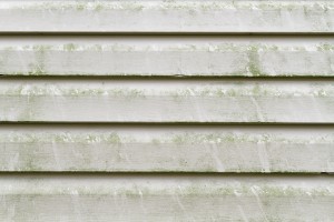 Mold and Mildew Removal