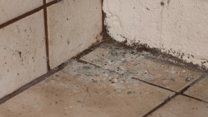 Mildew Removal Atlanta GA