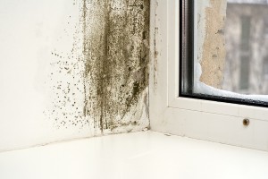 Mold in House