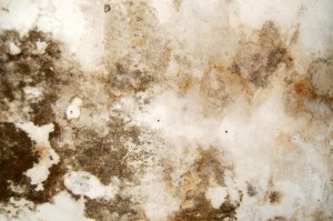 Black Mold Removal Atlanta GA