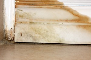 Mold Remediation and Removal