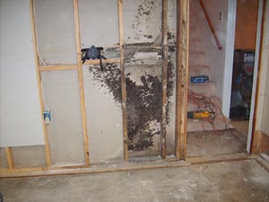 Mold Inspection