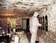 Mold Removal Services Sandy Springs GA